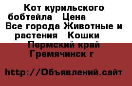 Кот курильского бобтейла › Цена ­ 5 000 - Все города Животные и растения » Кошки   . Пермский край,Гремячинск г.